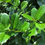 Thumbnail: Evergreens - Mary Nell Holly