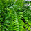 Thumbnail: Hanging Baskets - Boston Fern