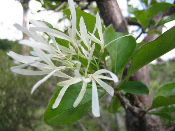 Thumbnail: Flowering Trees - Grandaddy Greybeard