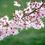 Thumbnail: Flowering Trees - Autumnalis Cherry