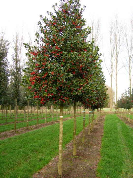 Thumbnail: Evergreens - Nellie R. Stevens