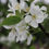 Thumbnail: Flowering Trees - snowdrift Crabapple