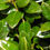 Thumbnail: Evergreens - Burford Holly