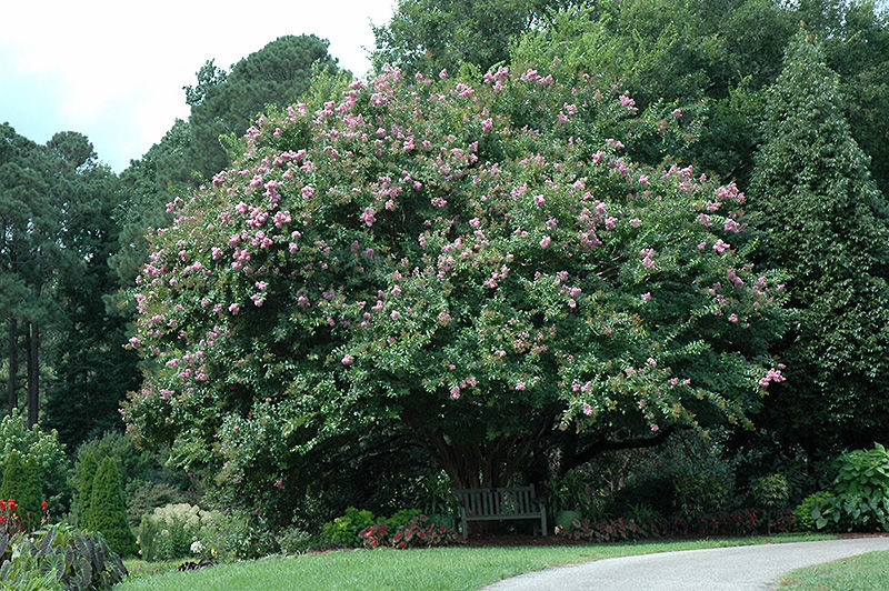 Thumbnail: Flowering Trees - Muskogee