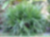 Palm Trees - Needle Palm