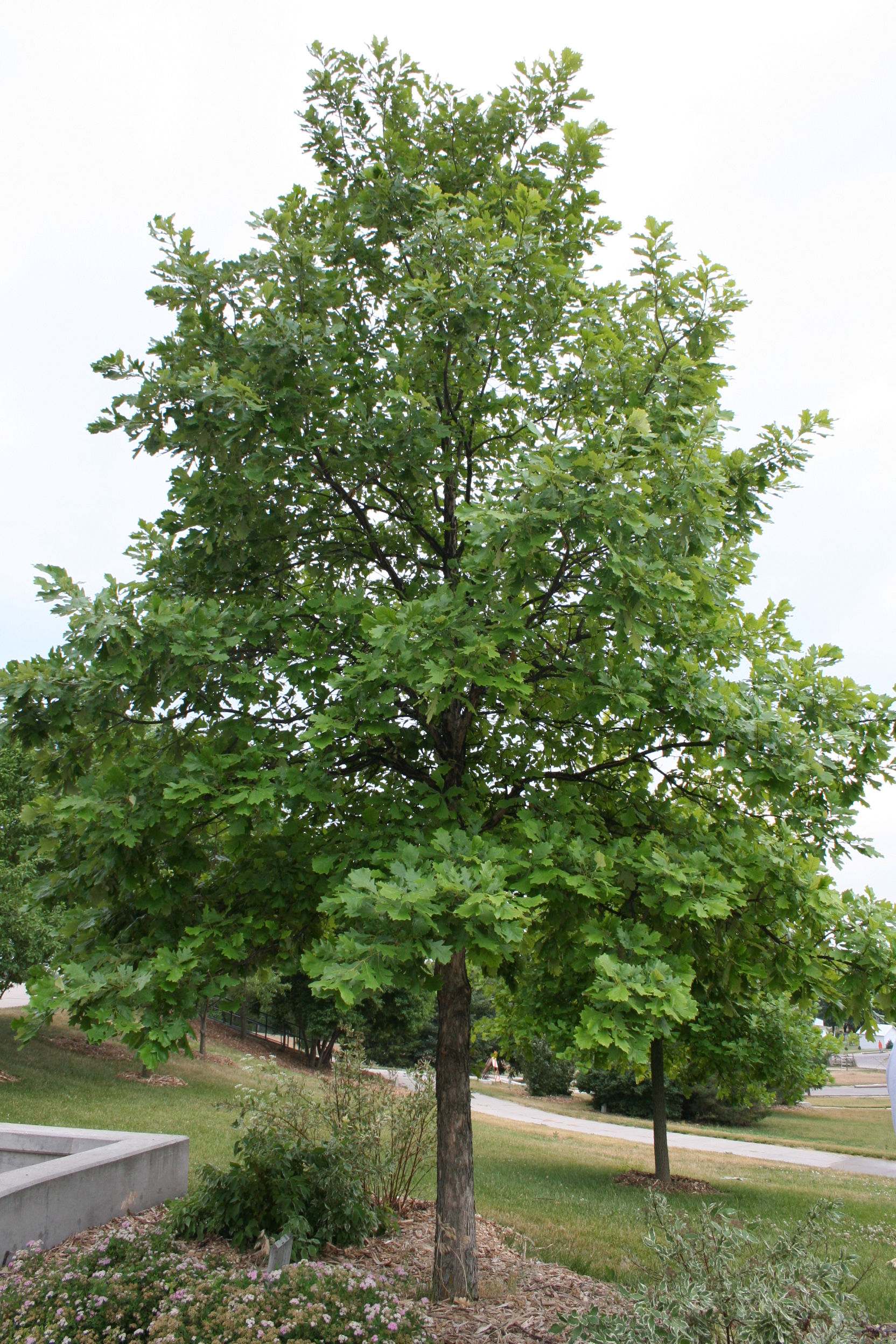 Shade Trees - Swamp White Oak
