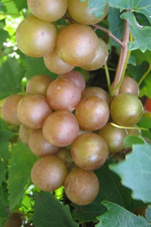 Fry Muscadine