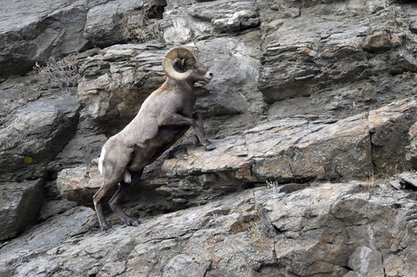 Big Horn Sheep 37.jpg