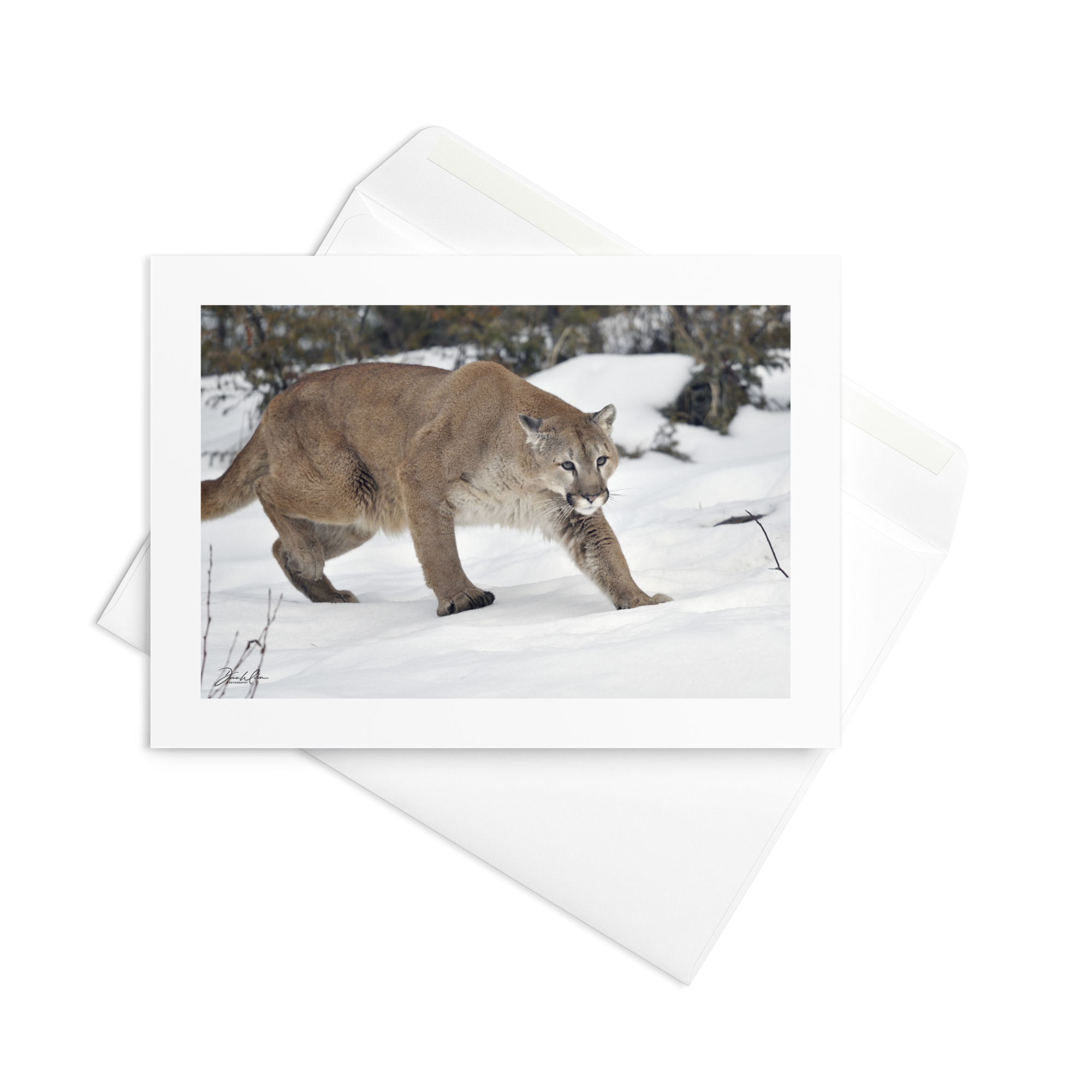 Cougar  06 | Greeting Card (Qty 10)
