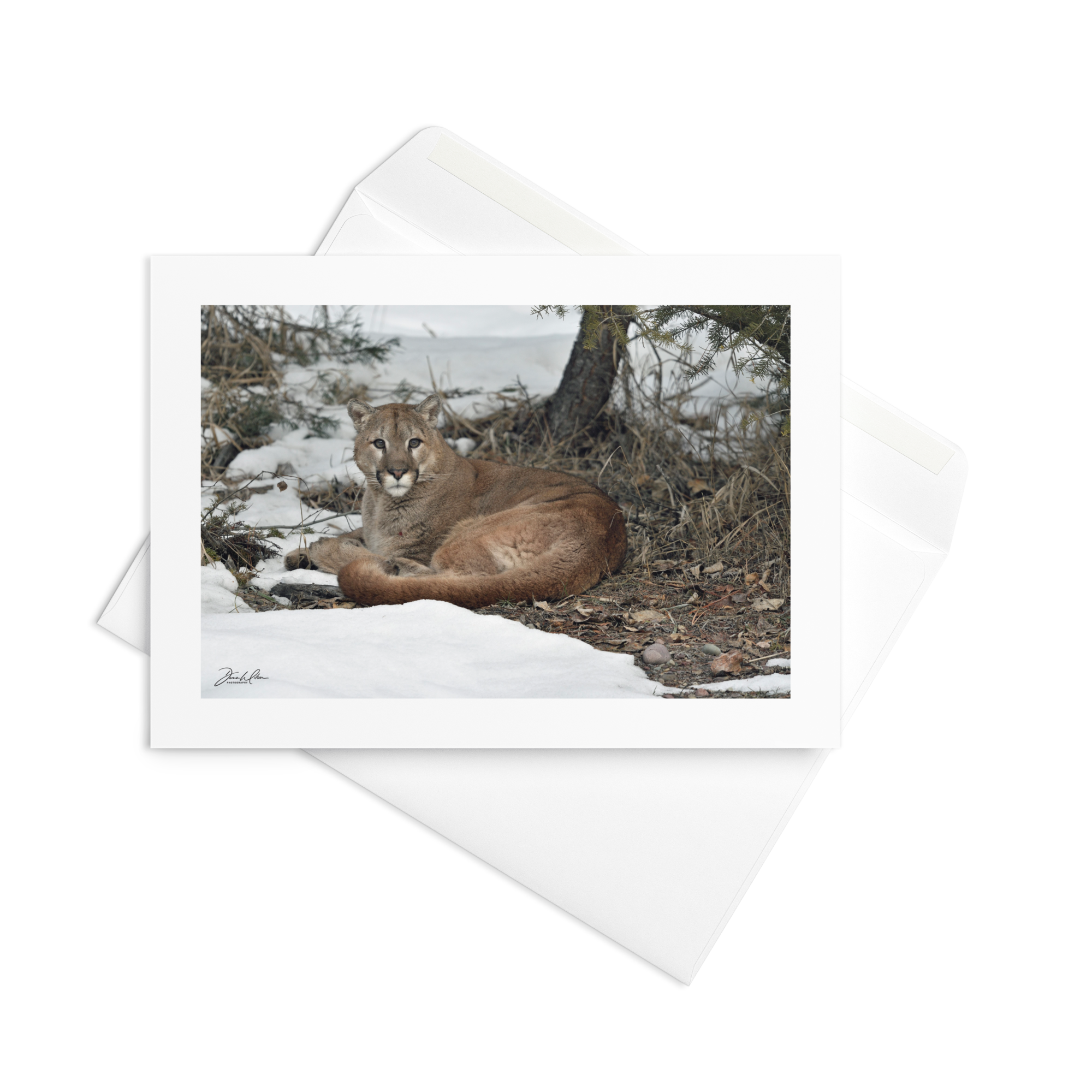 Cougar  09 | Greeting Card (Qty 10)