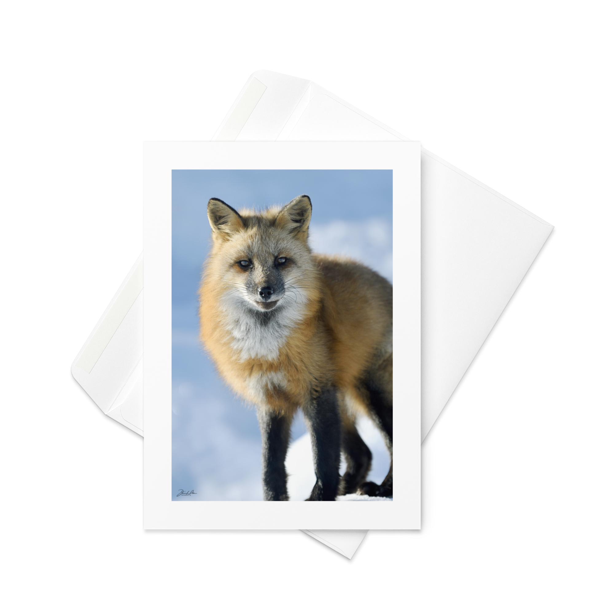 Red Fox  03 | Greeting Card (Qty 10)