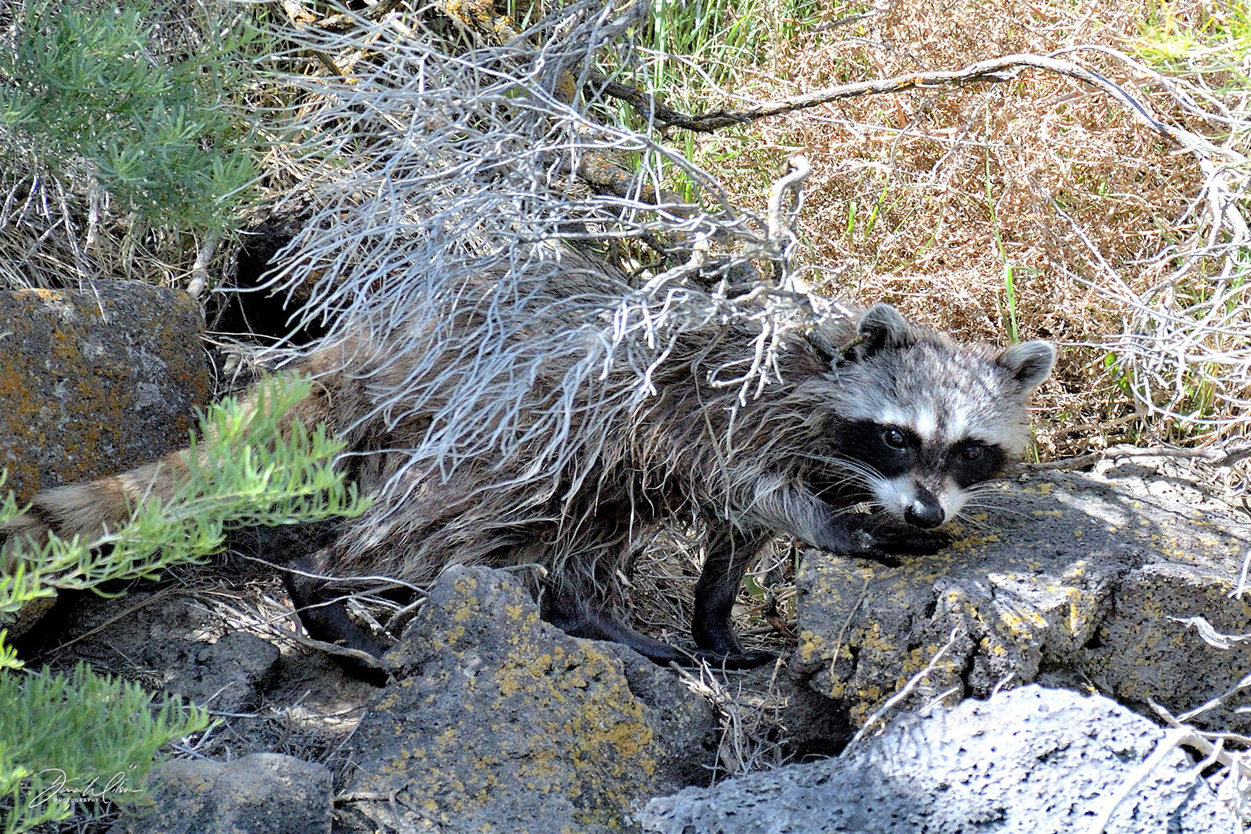 Racoon 03