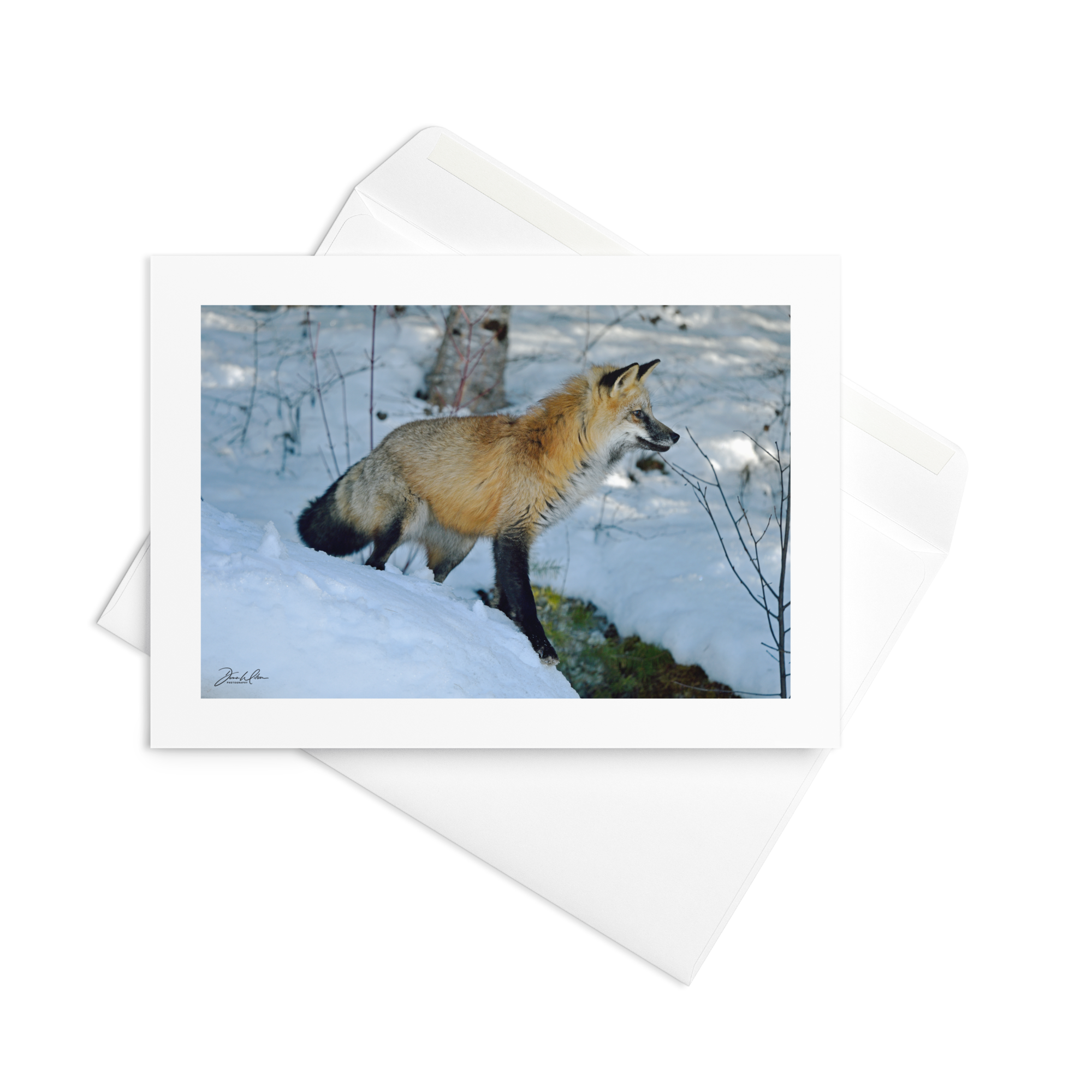 Red Fox  05 | Greeting Card (Qty 10)