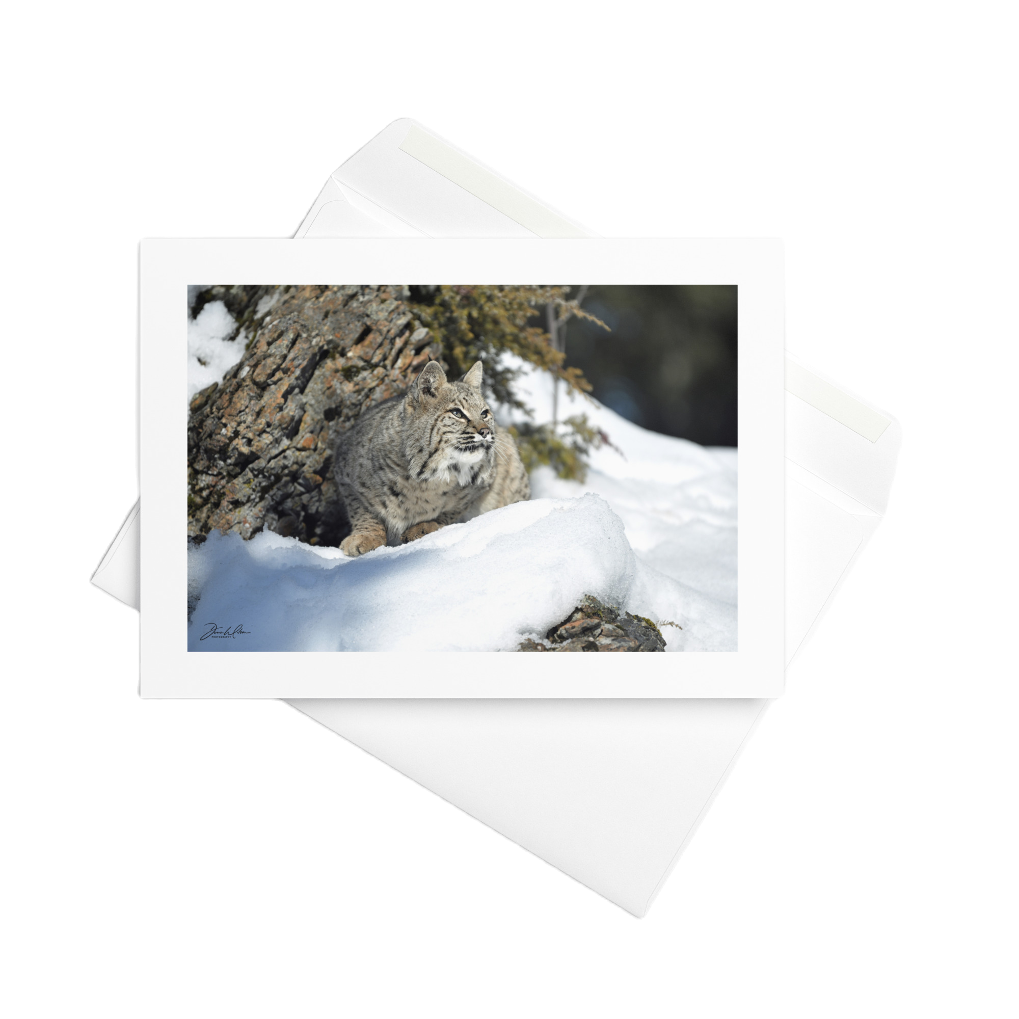Bobcat  10 | Greeting Card (Qty 10)
