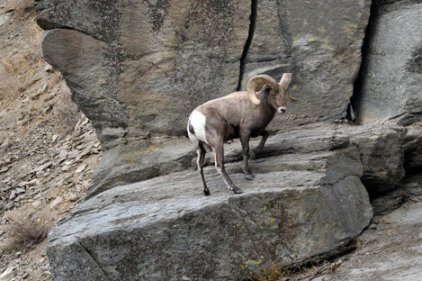 Big Horn Sheep 39.jpg