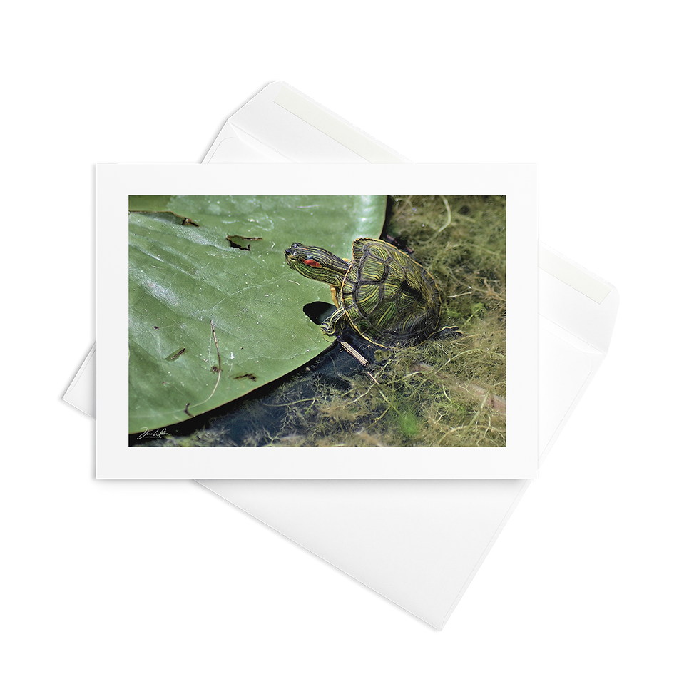 Thumbnail: Baby Turtle 01