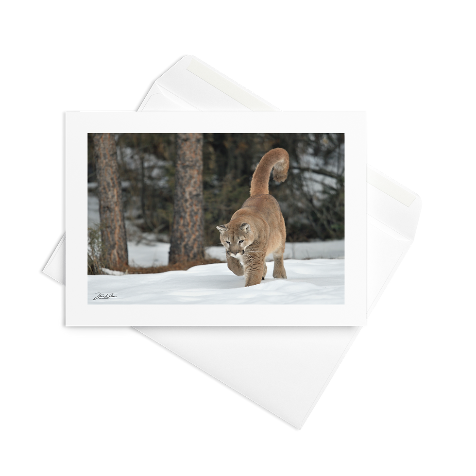 Cougar 08 | Greeting Card (Qty 10)