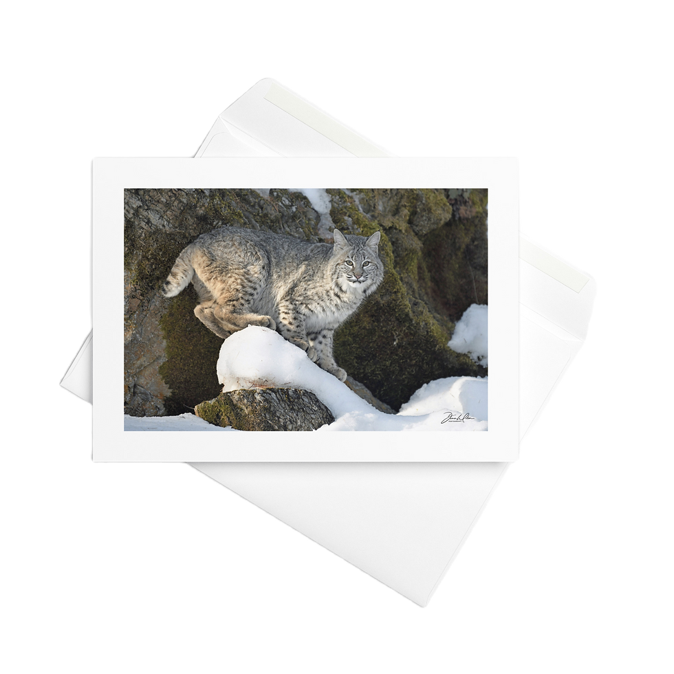 Thumbnail: Bobcat  06