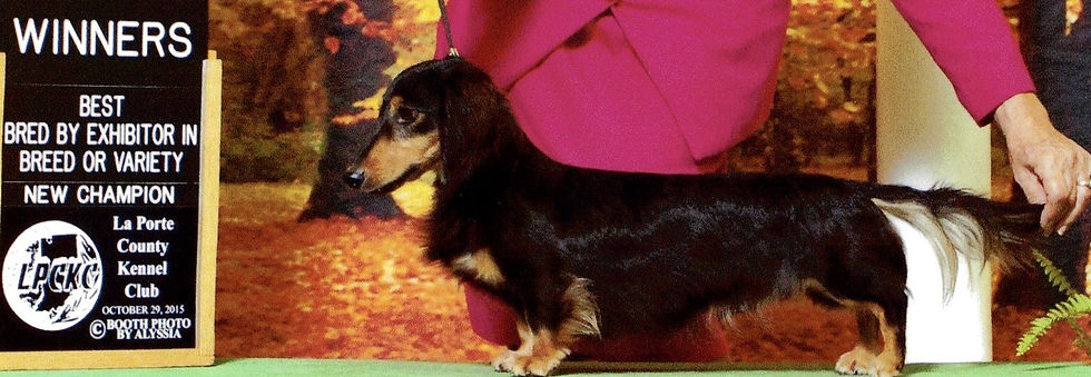 CH. Regal Romulus Von Wolff, ML
