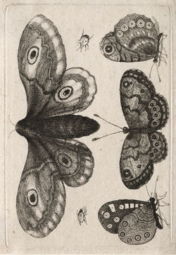 Moths