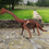 Thumbnail: Rusty Metal Brachiosaurus 3d Sculpture