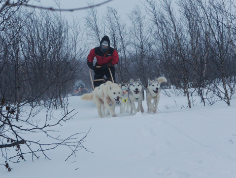 Dog sledding: um trenó, quatro cães e um safari na neve