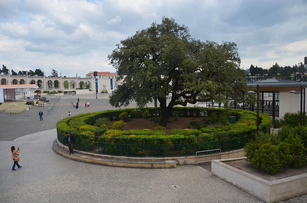 Azinheira