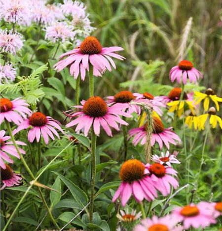 Wildflowers.jpg