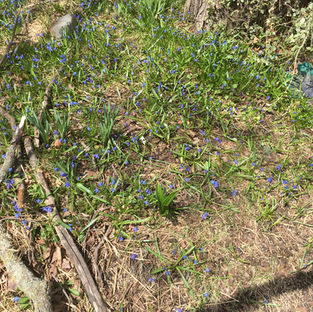 My blue Lawn.jpeg