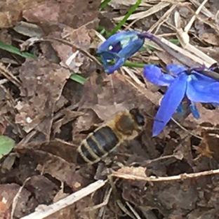 Siberian Squill with Honey Bee.jpeg