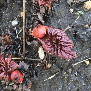 Rhubarb progress.jpeg
