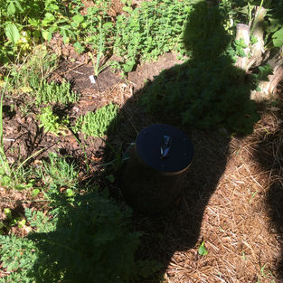Shadow of the gardener is the best insecticide.jpeg