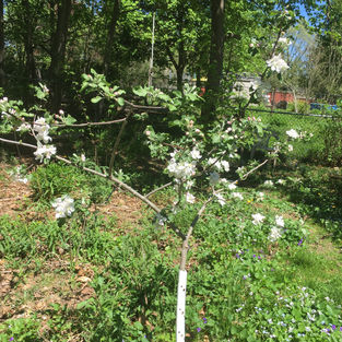 Apple Tree.jpeg