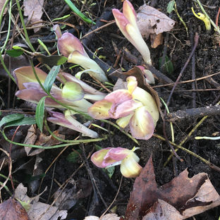Virginia bluebells.jpeg