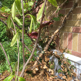 PawPaw flowers.jpeg