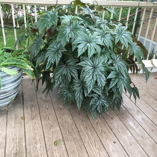 5' wide Rex Begonia