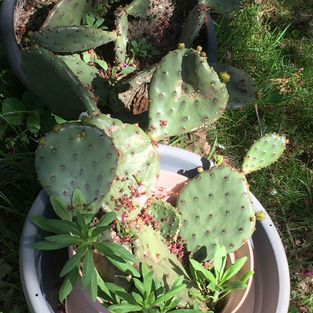 Prickly Pears Starting to bloom.jpeg