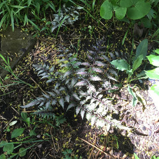 Japanese Painted Ferns.jpeg