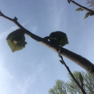 Pawpaw flowers.jpeg