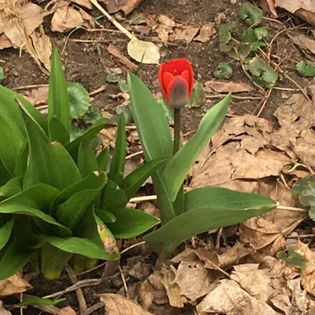 Early Tulip.jpeg