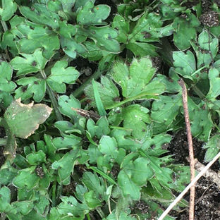 Creeping Buttercup- being removed.jpeg
