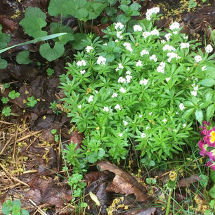 Sweet Woodruff.jpeg