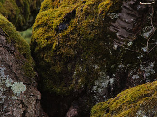 Arbres : ces êtres sensibles qui nous soignent