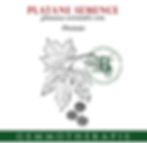 Platane semence gemmothérapie 