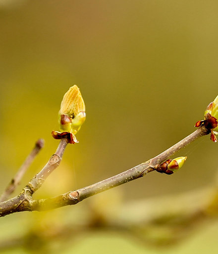 Forfait 16 Webinaires