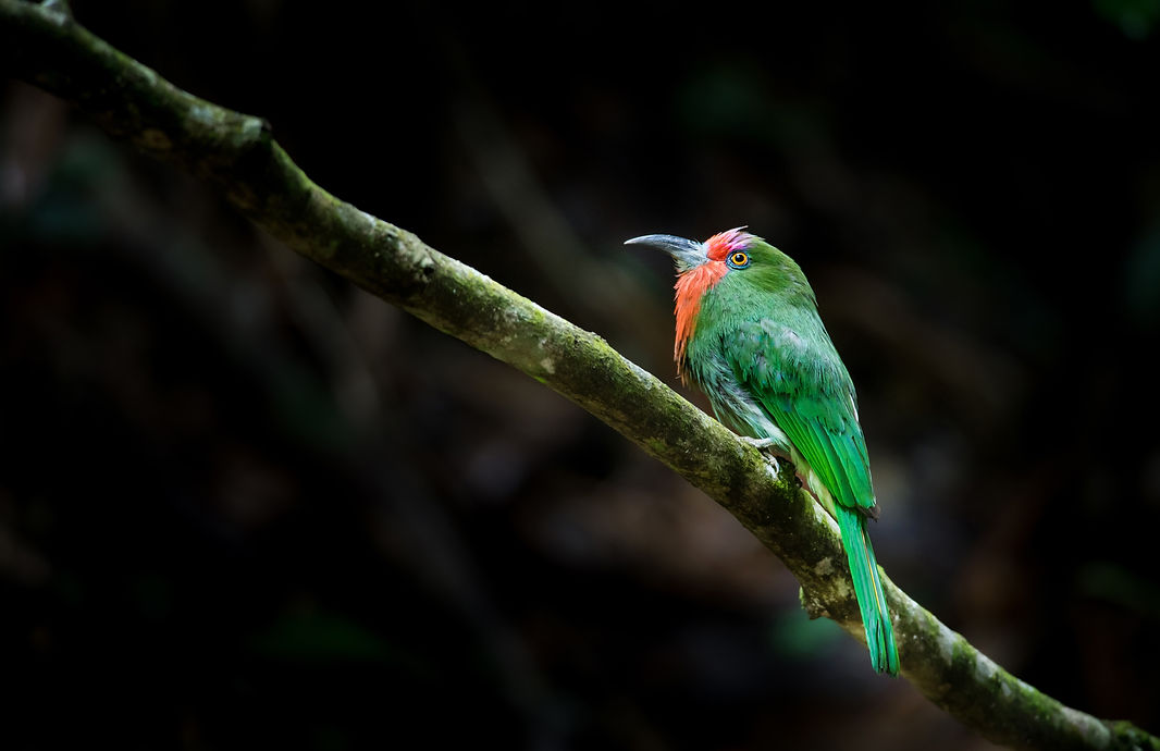 close-up-bird-perching-branch.jpg
