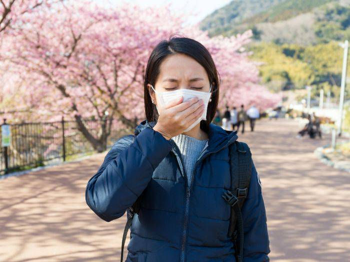 cherry blossom japan