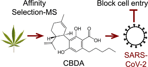 Can Cannabinoids prevent Covid?