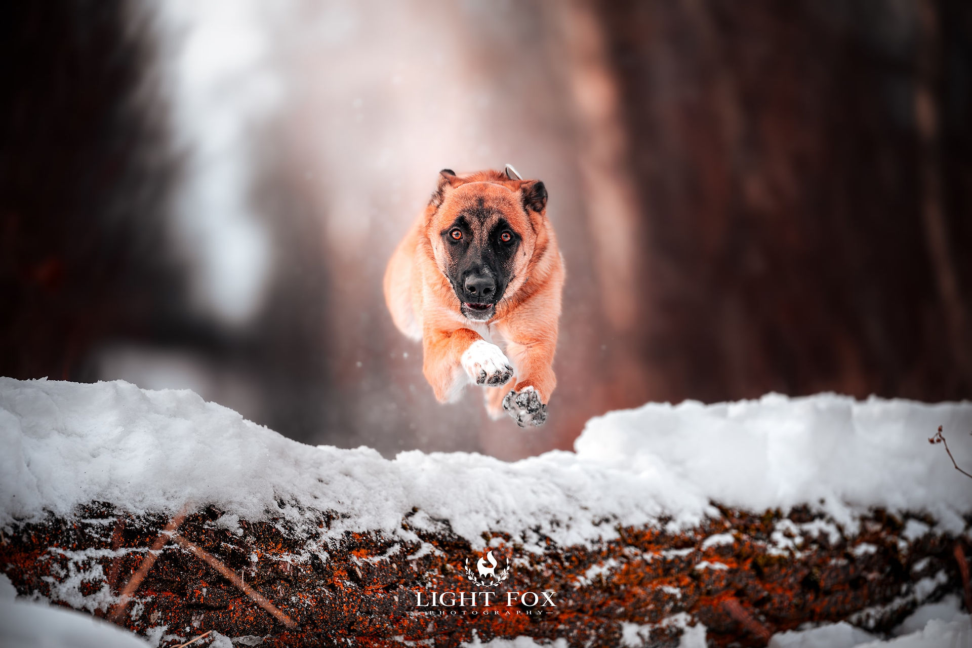 Dog photography, Red Deer, Alberta.