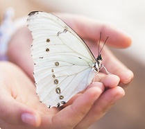 Rosa Verspielt Kollektion Karte (8) Kopie.png